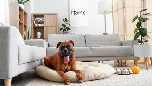 Comfort, Style & Care for Your Furry Friend